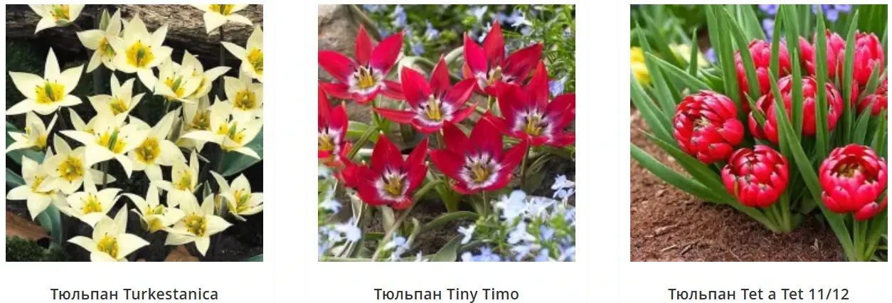 Ботанические тюльпаны Turkestanica, Tiny Timo и Tet a Tet