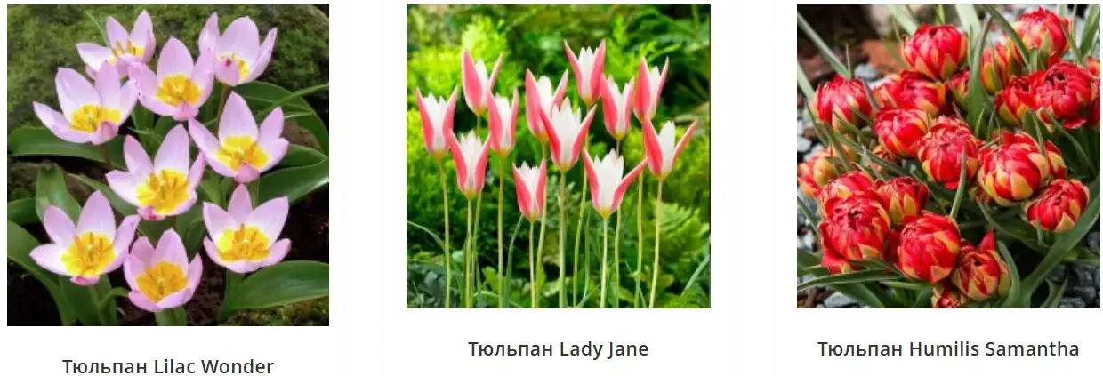Ботанические тюльпаны Lilac Wonder, Lady Jane и Humilis Samantha