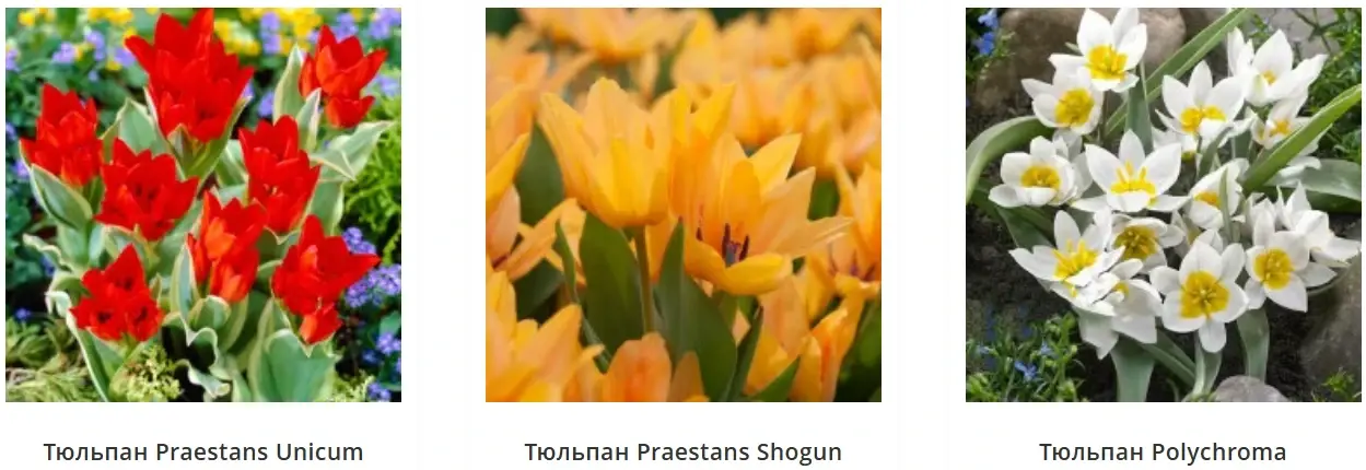 Ботанические тюльпаны Praestans Unicum, Praestans Shogun и Polychroma